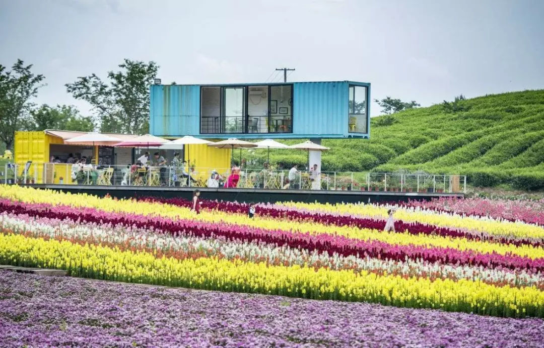 創(chuàng)新驅(qū)動未來 花卉與豆類種植新動向探索